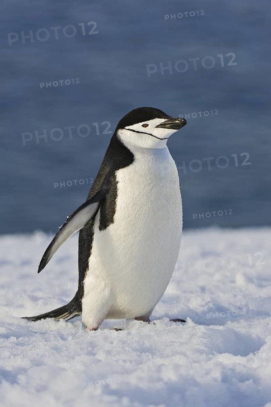 Chinstrap Penguin (Pygoscelis antarcticus), Antarctica