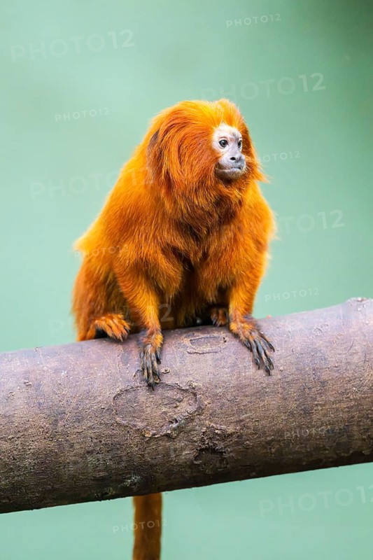 Golden lion tamarin (Leontopithecus rosalia), climbing on a tree, captive, Germany