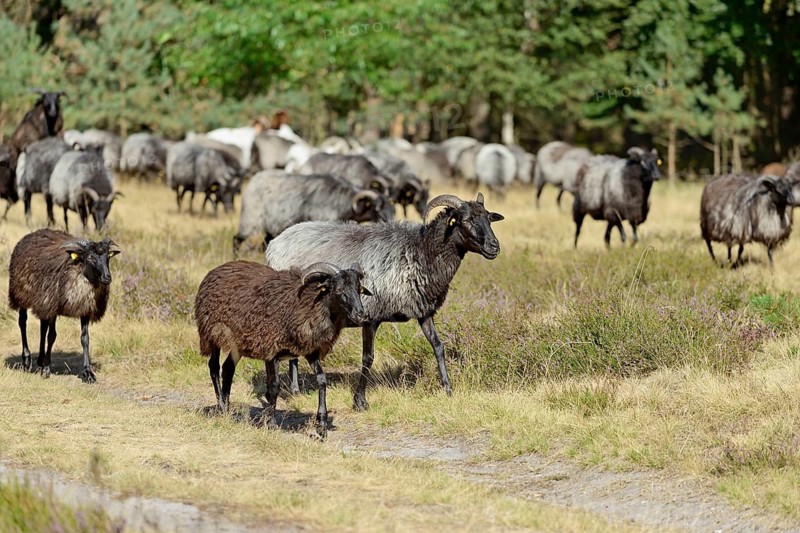 Heidschnucken (Ovis aries), herd in the blooming heathland, Südheide Nature Park, Lüneburg Heath, Lower Saxony, Germany