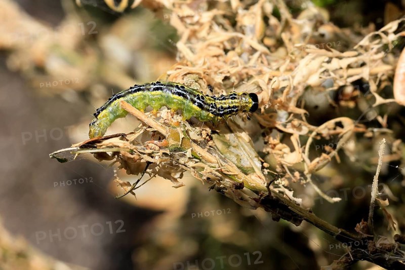 Box tree moth (Cydalima perspectalis), caterpillar, feeding on boxwood, clear feeding, Ellerstadt, Rhineland Palatinate, Germany