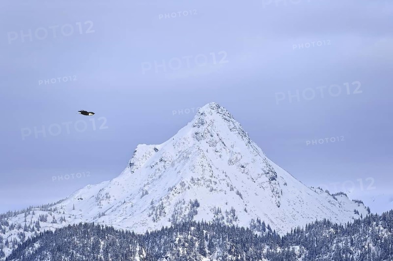 Bald Eagle (Haliaeetus leucocephalus) flying, Alaska, USA