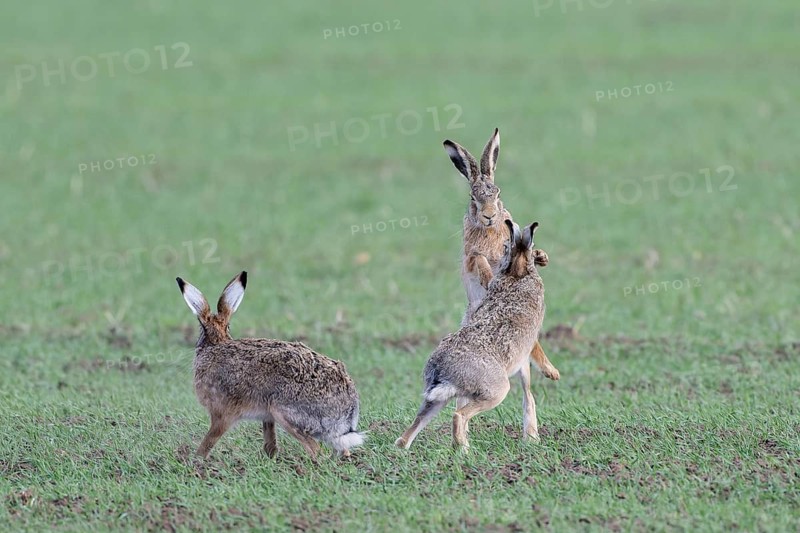 European hare (Lepus europaeus) mating season, so-called gathering time, hares fighting with each other, Lower Austria, Austria