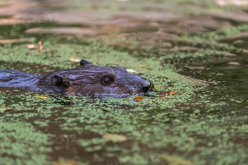 One North American beaver or Canadian beaver, Castor canadensis, swimming through a pond covered with green Lemna minor, the common duckweed