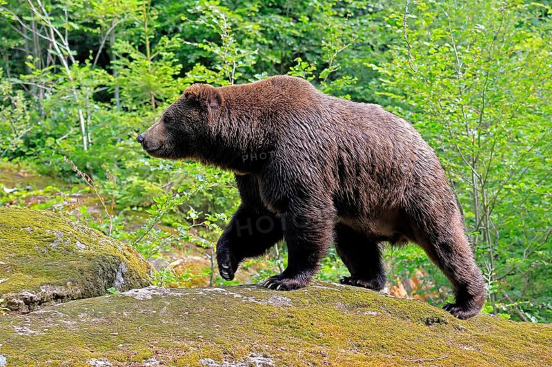 Eurasian brown bear (Ursus arctos arctos), adult, female, running, foraging, alert, in summer, Bavarian Forest National Park, Germany