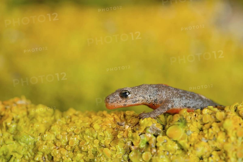 Alpine newt. leaves and lichens. Hessen, Germany