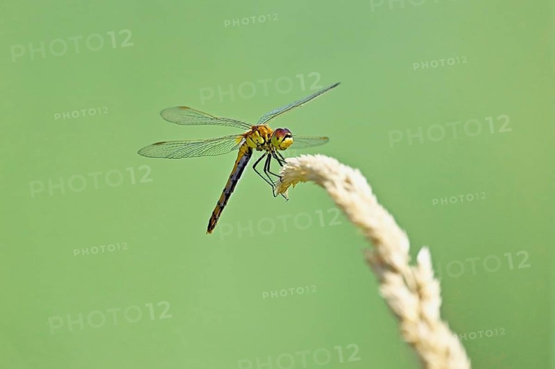 Marsh dragonfly (Sympetrum depressiusculum), female approaching a blade of grass, Switzerland
