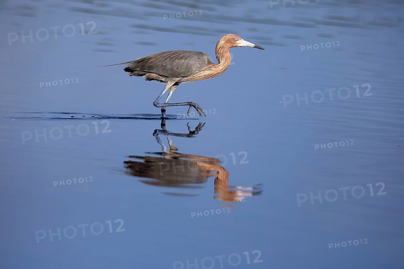 Reddish Egret (Egretta rufescens), adult, in water, foraging, hunting, alert, Merritt Island, Black Point Wildlife Drive, Florida, USA, North America