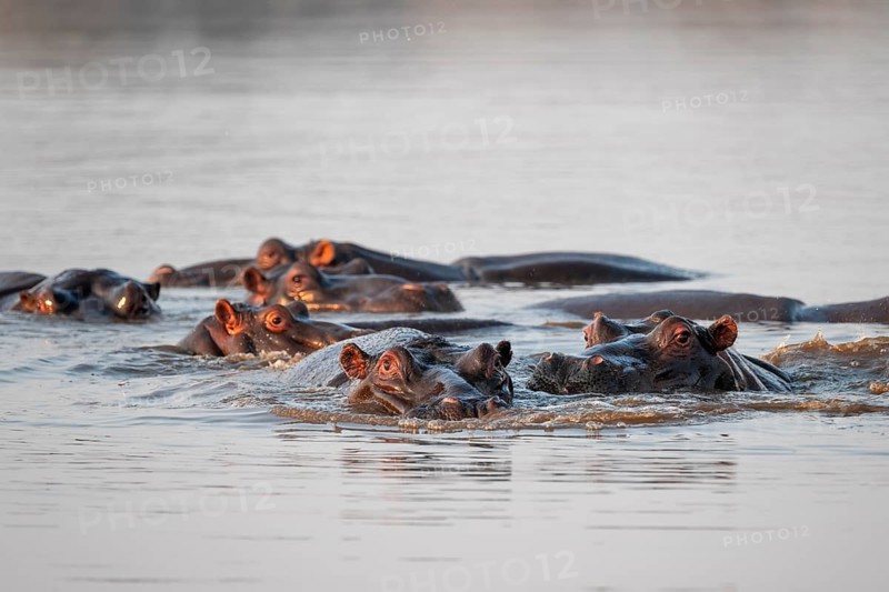 Hippos (Hippopatamus amphibius), group in the water in the morning light, with reflection, adult, Kruger National Park, South Africa
