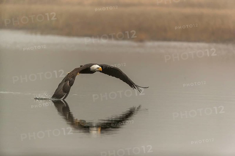 One Bald Eagle, Haliaeetus leucocephalus, flying over a small pond with reed gras on a foggy cold autumn day