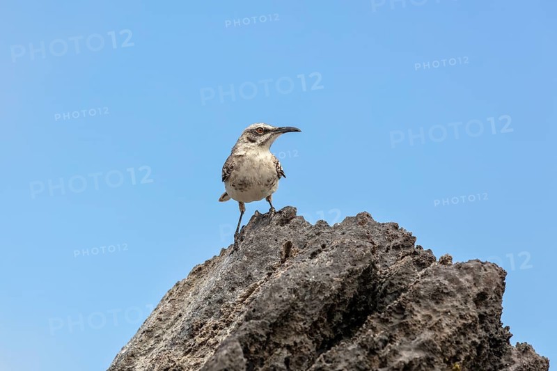 Galápagos mockingbird (Mimus parvulus, syn.: Nesomimus parvulus), Galapagos, Ecuador