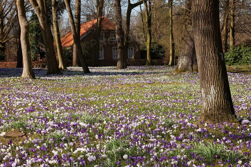 Crocuses, spring crocuses, crocus field, carpet of flowers, spring saffron, iris family, Backemoor, East Frisia, Germany