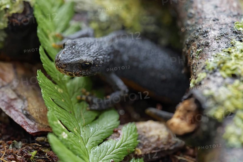 Alpine newt on a wet ground. leaves and lichens. Hessen, Germany
