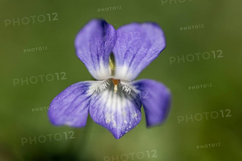 Grove violet (Viola riviniana), Emsland, Lower Saxony, Germany