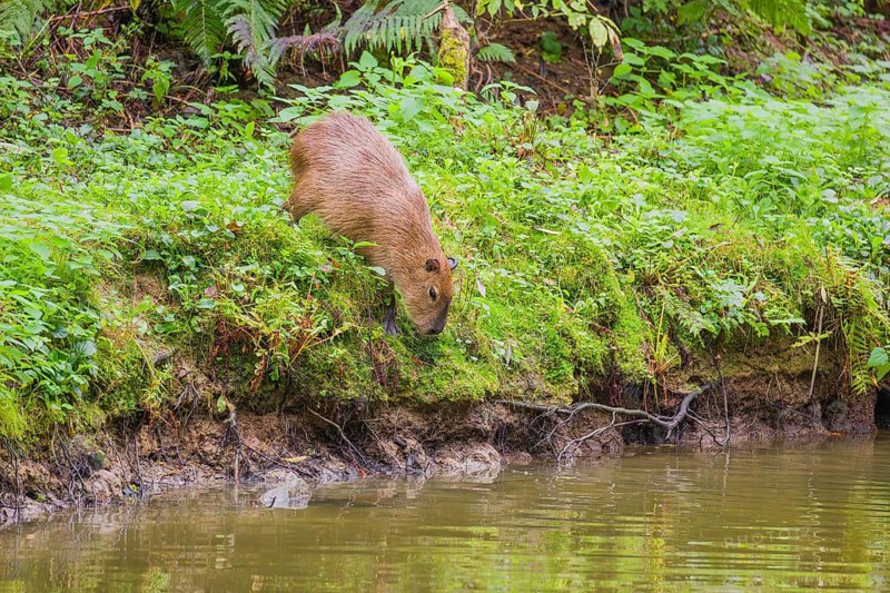 A (greater) capybara (Hydrochoerus hydrochaeris) searches for food in the dense riparian vegetation of a river