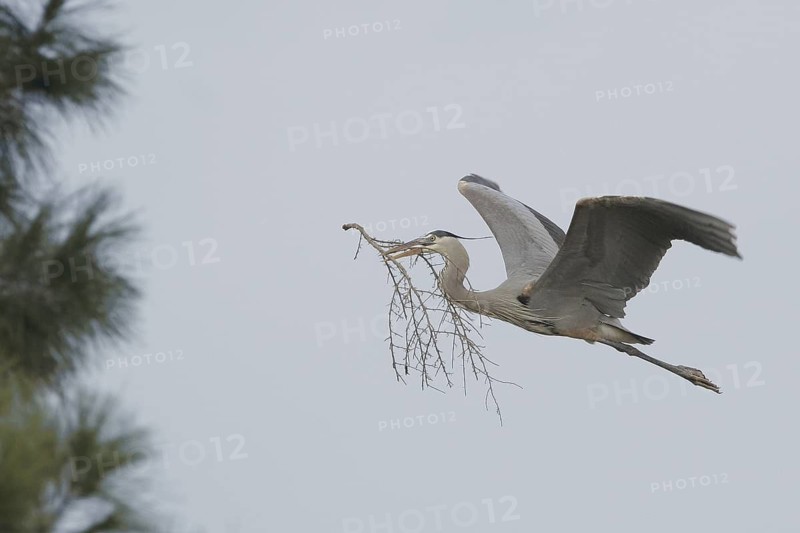 Great Blue Heron (Ardea herodias), Arizona, USA