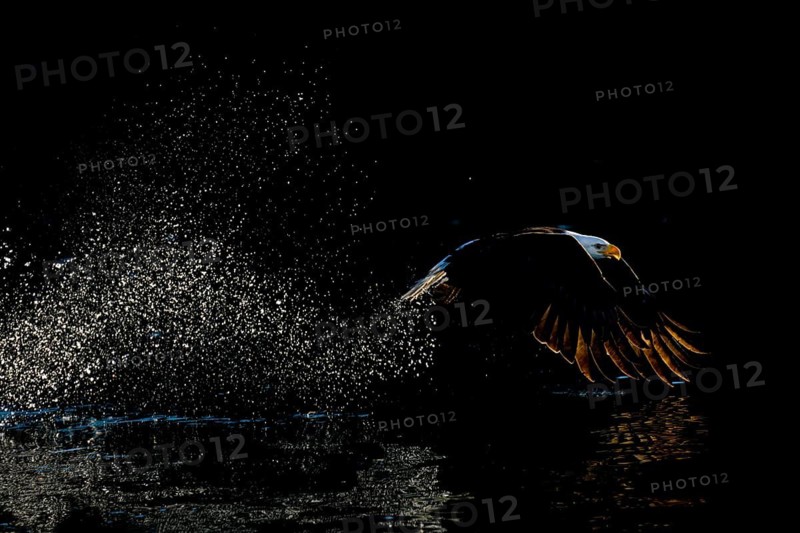 Bald Eagle (Haliaeetus leucocephalus) hunting, Alaska, USA