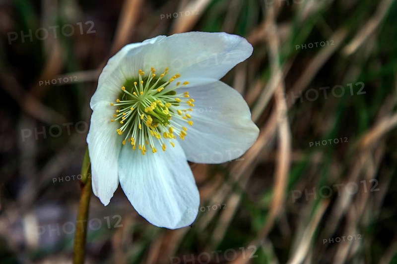 Snow rose (Helleborus niger), also known as Christmas rose or black hellebore, Hinterstein, Bad Hindelang, Oberallgäu, Allgäu, Bavaria, Germany