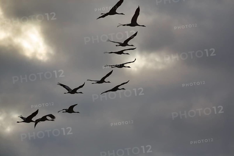 Cranes flying, grey crane (Grus grus), bird migration, silhouettes in the evening sky, Rehdener Geestmoor, Diepholzer Moorniederung, Dümmer nature park Park, Diepholz, Lower Saxony, Germany