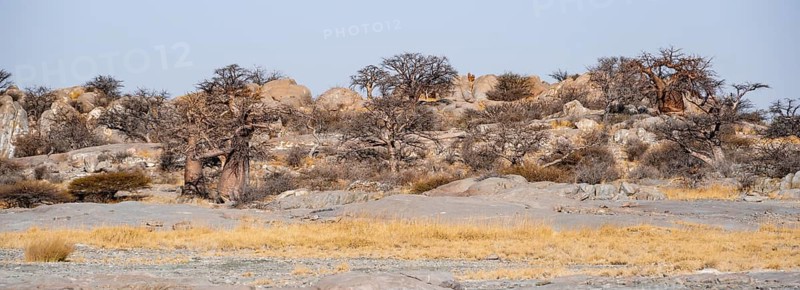 African baobab or baobab tree (Adansonia digitata), arid landscape, Kubu Island (Lekubu), Sowa Pan, Makgadikgadi salt pans, Botswana