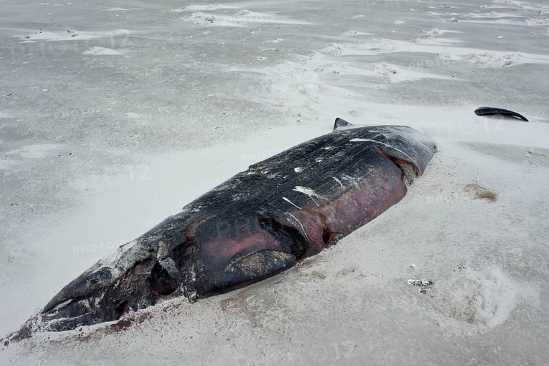 Sowerby's beaked whale (Mesoplodon bidens), North Sea beaked whale, flipper, found dead in the mudflats, Lower Saxony Wadden Sea National Park, Lower Saxony, Germany