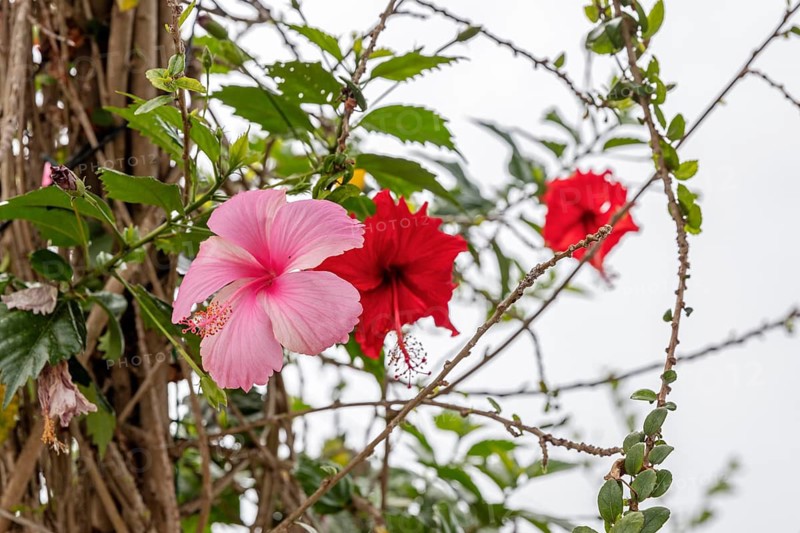 Hibiscus fragilis (Creole: mandrinette), San Cristobal, Galapagos, Ecuador
