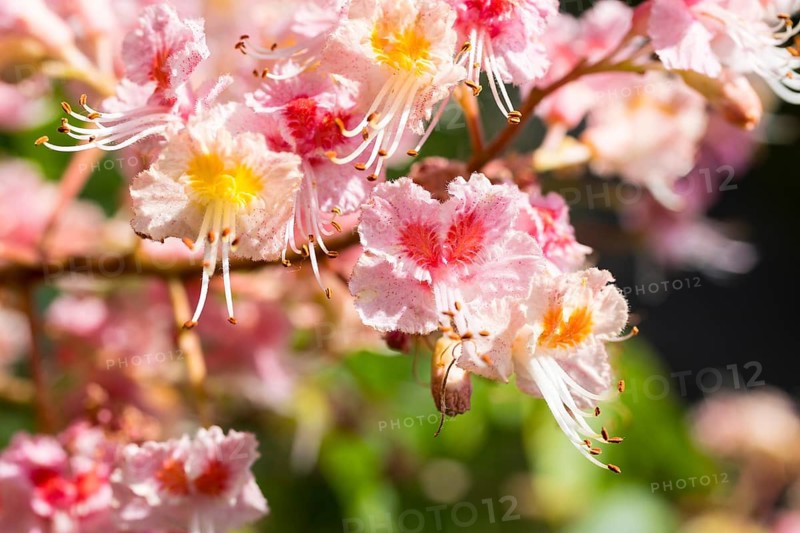 Aesculus pavia (Aesculus pavia) in bloom