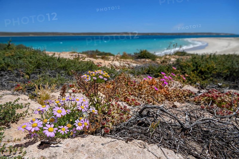 Landscape on Dirk Hartog Island, Dirk Hartog Island National Park, named after the Dutch navigator of the same name, Shire of Shark Bay, State of Western Australia, Australia