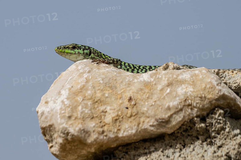 Sicilian wall lizard (Podarcis waglerianus), Sicily, Italy