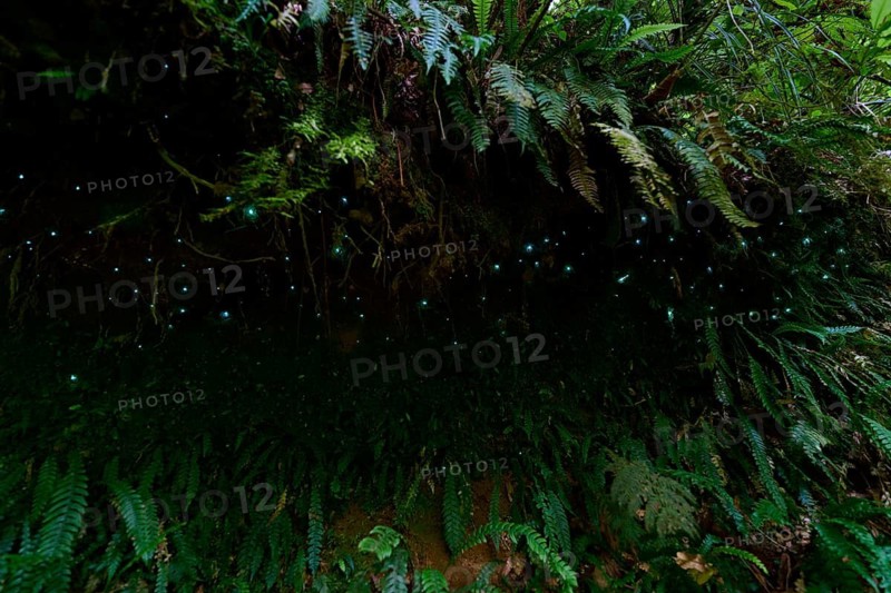 Bioluminescence, luminous glowworm (Arachnocampa luminosa), maggot of the fungus gnat (Mycetophilidae), Waterfall track, Mclaren Fall Park, Omanawa, North Island, New Zealand