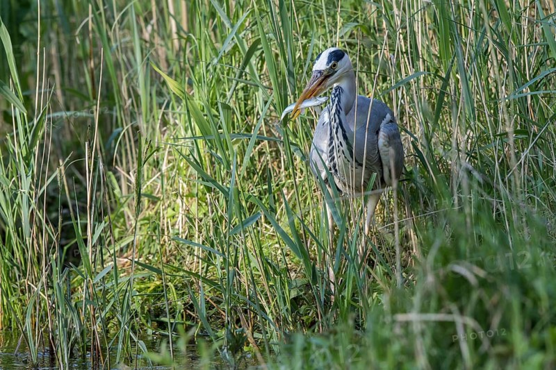Grey Heron (Ardea cinerea) eating Common bleak (Alburnus alburnus), Mecklenburg-Western Pomerania, Germany