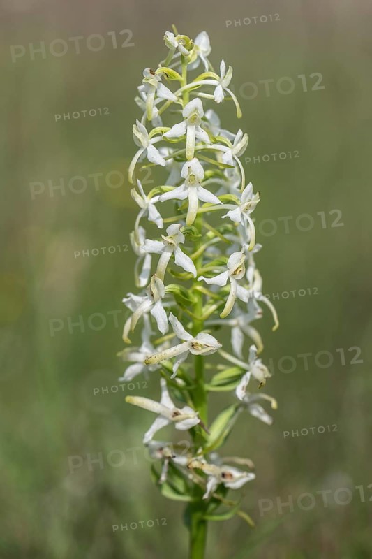 Lesser butterfly-orchid (Platanthera bifolia), Emsland, Lower Saxony, Germany