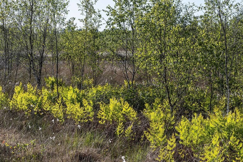 Royal fern (Osmunda regalis) against the light, Emsland, Lower Saxony, Germany