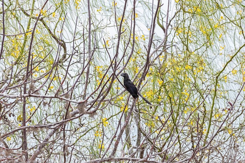 Smooth-billed Ani (Crotophaga ani), San Cristobal, Galapagos, Ecuador