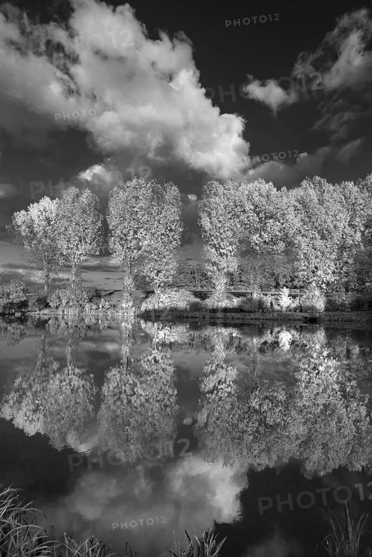 Poplars (Populus) reflected in a pond, black and white, Beerbach, Middle Franconia, Bavaria, Germany