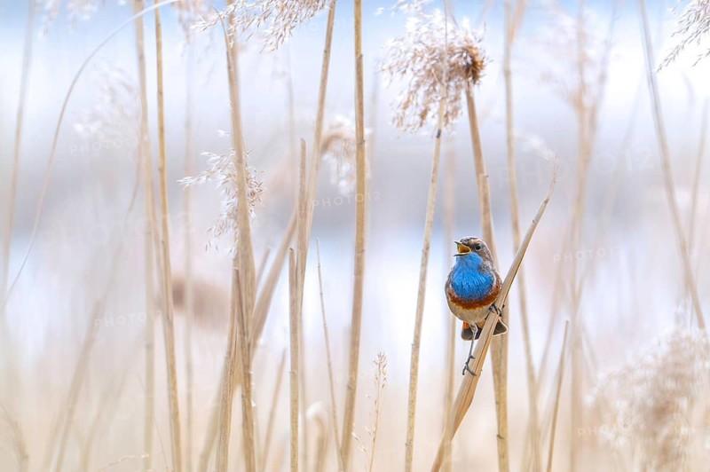 White-spotted bluethroat (Luscinia svecica cyanecula) male perched on reed stem in reedbed and calling, singing in spring