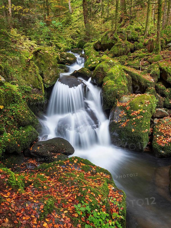 Cascades of the pond stream in the pond gorge in autumn, pond gorge waterfall, moss-covered rocks with colorful leaves, Gütenbach, Black Forest, Baden-Württemberg, Germany
