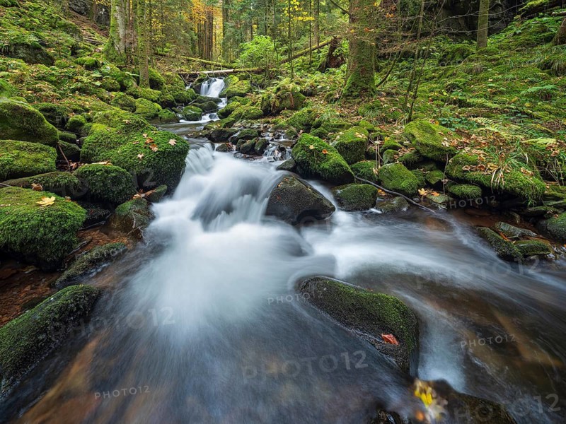 Cascades of the pond stream in the pond gorge in autumn, pond gorge waterfall, moss-covered rocks with colorful leaves, Gütenbach, Black Forest, Baden-Württemberg, Germany