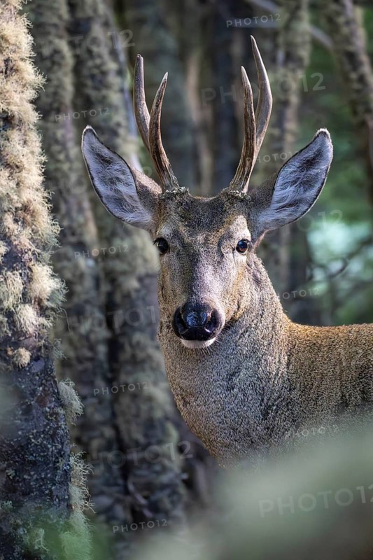 Southern Andean deer (Hippocamelus bisulcus), male with antlers, portrait between lichen-covered tree trunks, Nothofagus forest, Aysén, Chile
