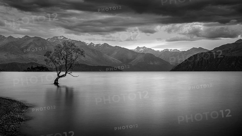 Wanaka Tree, long exposure, Lake Wanaka, Otago, South Island, New Zealand
