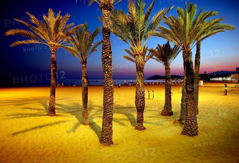 Benidorm, ESP, 28.08.09 - Evening at Playa Levante in Benidorm, illuminated palm trees on the beach, Spain