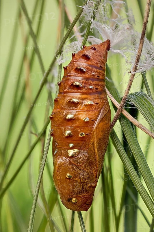 Eine parasitierte Puppe des Mittlerer Perlmuttfalter (Fabriciana niobe) im Gras fest gemacht. Waldwiese in den Alpen