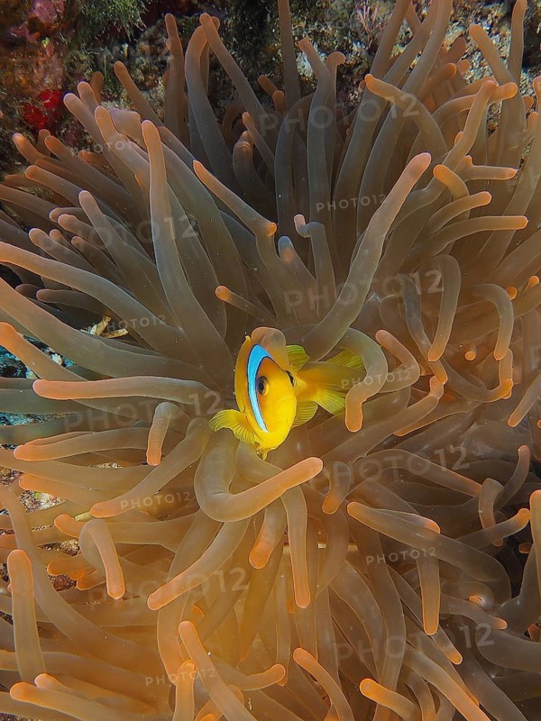 Bubble anemone (Entacmaea quadricolor)