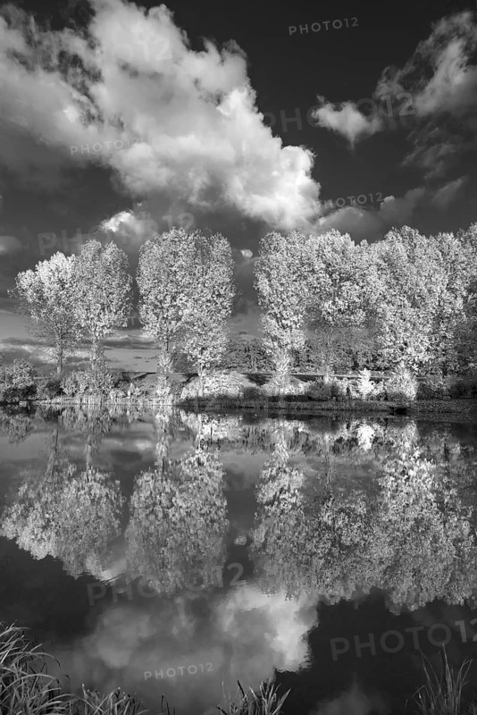 Poplars (Populus) reflected in a pond, black and white, Middle Franconia, Bavaria, Germany