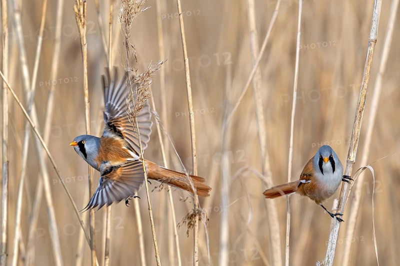 Two male bearded reedlings, bearded tits (Panurus biarmicus) foraging in reed bed, reedbed at wetland in spring