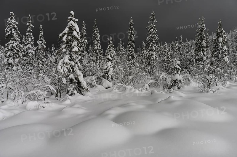 Deep snow-covered forest, Gällivare, Norrbotten, Lapland, Sweden, January 2021