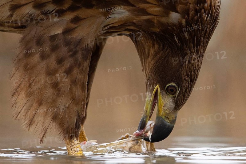 White-tailed Eagle (Haliaeetus albicilla) young, Pusztaszer, Hungary