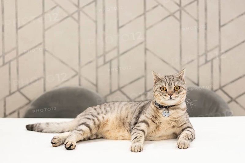 A calm British Shorthair cat, showcasing beautiful grey tabby stripes, relaxes on a white surface with a geometric background, wearing a sleek collar