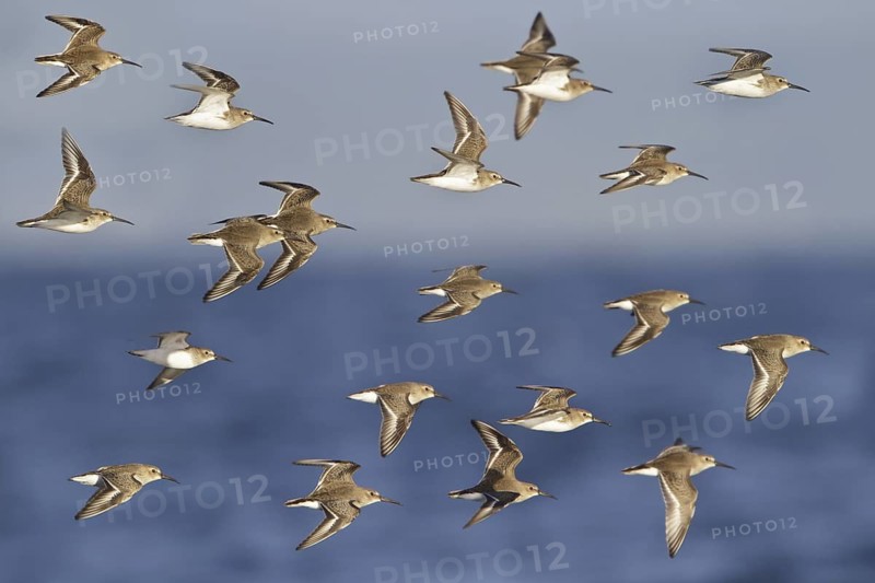 Dunlin (Calidris alpina) flying, British Columbia, Canada