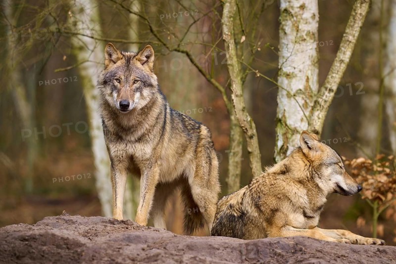 A standing and a lying wolf in the forest, surrounded by birch trees, Wolf (Canis lupus), Germany