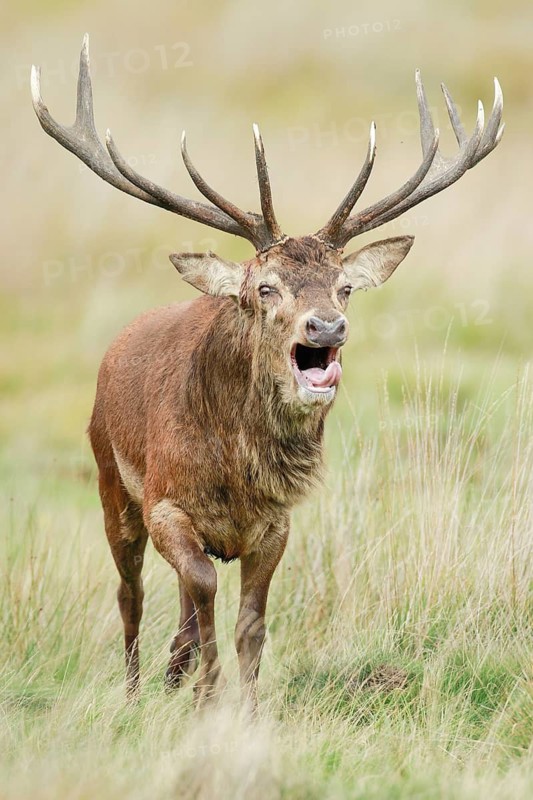 Red Deer (Cervus elaphus)